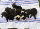 Great Dane Puppies for sale in Pineville, KY 40977, USA. price: NA