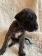 Great Dane Puppies for sale in St Francis, WI, USA. price: $1,000