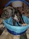 Great Dane Puppies for sale in Findlay, IL 62534, USA. price: $800