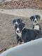 Great Dane Puppies for sale in Winamac, IN 46996, USA. price: NA