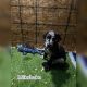 Great Dane Puppies for sale in Houston, TX 77063, USA. price: $2,000