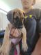 Great Dane Puppies for sale in Falkner, MS, USA. price: $800