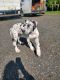 Great Dane Puppies for sale in Tumwater, WA, USA. price: $500
