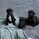 Great Dane Puppies for sale in Las Vegas, NV 89108, USA. price: $1,250