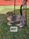 Great Dane Puppies for sale in Houston, TX 77012, USA. price: $800