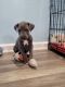 Great Dane Puppies for sale in Westmoreland, TN 37186, USA. price: NA