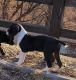 Great Dane Puppies for sale in Richmond, MN 56368, USA. price: NA