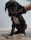 Great Dane Puppies for sale in Westmoreland, TN 37186, USA. price: NA