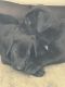 Great Dane Puppies for sale in Port Richey, FL, USA. price: $400