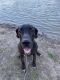 Great Dane Puppies for sale in Sanger, TX 76266, USA. price: NA