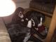 Great Dane Puppies for sale in Lytle Creek, CA 92358, USA. price: NA