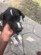 Great Dane Puppies for sale in Oakland Park, FL 33309, USA. price: $1,000