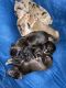 Great Dane Puppies for sale in Florence, KY, USA. price: $800