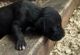 Great Dane Puppies for sale in Gibson, GA 30810, USA. price: NA