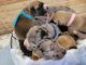 Great Dane Puppies for sale in Marysville, MI, USA. price: NA