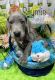 Great Dane Puppies for sale in Summer Shade, KY 42166, USA. price: NA