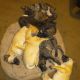 Great Dane Puppies for sale in Tulsa, OK, USA. price: $800