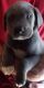 Great Dane Puppies for sale in Harrison, AR 72601, USA. price: NA