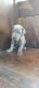 Great Dane Puppies for sale in Rodeo, CA, USA. price: NA