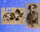 Great Dane Puppies for sale in Mocksville, NC 27028, USA. price: NA