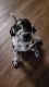 Great Dane Puppies for sale in Newnan, GA 30263, USA. price: $1,500