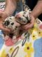 Great Dane Puppies for sale in Boiling Springs, SC 29316, USA. price: NA