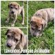 Great Dane Puppies for sale in Lowville, NY 13367, USA. price: $2,000