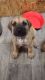 Great Dane Puppies for sale in 641 W 700 N St, Orem, UT 84057, USA. price: NA