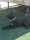 Great Dane Puppies for sale in Lake Elsinore, CA, USA. price: NA