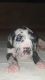 Great Dane Puppies for sale in Chennai, Tamil Nadu, India. price: 40000 INR