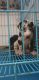 Great Dane Puppies for sale in Chennai, Tamil Nadu, India. price: 40000 INR
