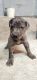 Great Dane Puppies for sale in Janesville, WI, USA. price: $400