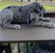 Great Dane Puppies for sale in Marengo, OH 43334, USA. price: NA