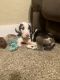 Great Dane Puppies for sale in Hicksville, OH 43526, USA. price: NA
