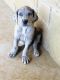 Great Dane Puppies for sale in Kerrville, TX 78028, USA. price: NA