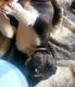Great Dane Puppies for sale in Niagara County, NY, USA. price: NA