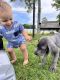 Great Dane Puppies for sale in Fairmont, NC 28340, USA. price: NA