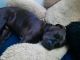 Great Dane Puppies for sale in 1411 Elsa Gale Ln, Valrico, FL 33594, USA. price: $600