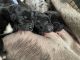 Great Dane Puppies for sale in Winters, CA 95694, USA. price: NA