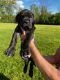 Great Dane Puppies for sale in 14810 W Hickory Rd, Zion, IL 60099, USA. price: NA
