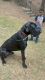 Great Dane Puppies for sale in Austell, GA, USA. price: NA