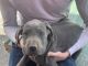 Great Dane Puppies for sale in 8341 S 1st E, Idaho Falls, ID 83404, USA. price: $2,000