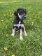 Great Dane Puppies for sale in Finlayson, MN 55735, USA. price: NA