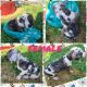 Great Dane Puppies for sale in Chattanooga, TN, USA. price: NA