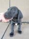 Great Dane Puppies for sale in Sims, NC 27880, USA. price: NA