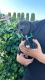 Great Dane Puppies for sale in Fontana, CA, USA. price: $1,000