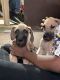 Great Dane Puppies