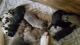 Great Dane Puppies for sale in 818 Rosedale Ave, Rosedale, MD 21237, USA. price: NA