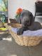 Great Dane Puppies for sale in Eads, CO 81036, USA. price: NA