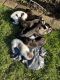 Great Dane Puppies for sale in Rockford, IL 61101, USA. price: NA